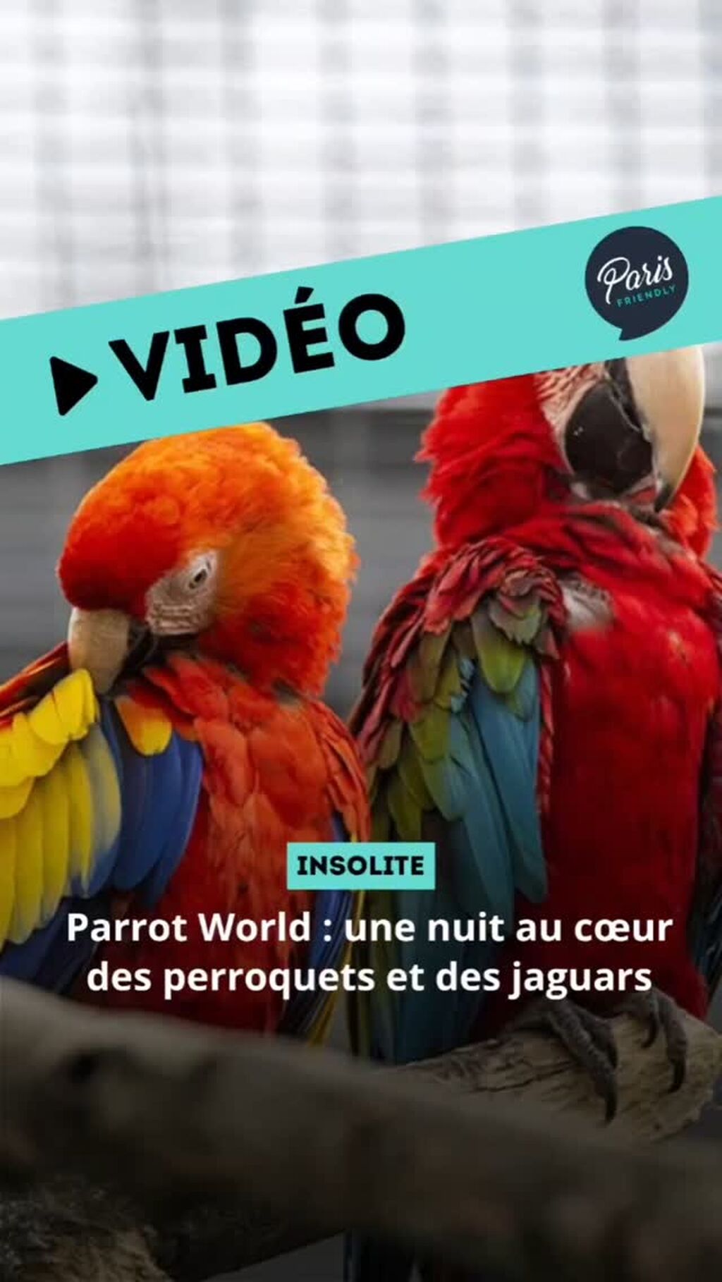 Parrot