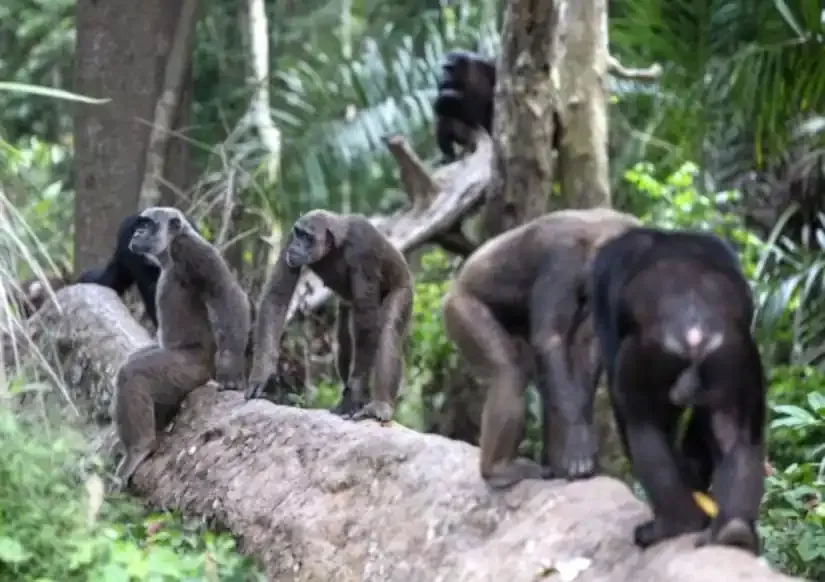 Colaboraci&oacute;n entre 4D M&eacute;dica y el Instituto Jane Goodall: Tecnolog&iacute;a m&eacute;dica para la rehabilitaci&oacute;n de chimpanc&eacute;s