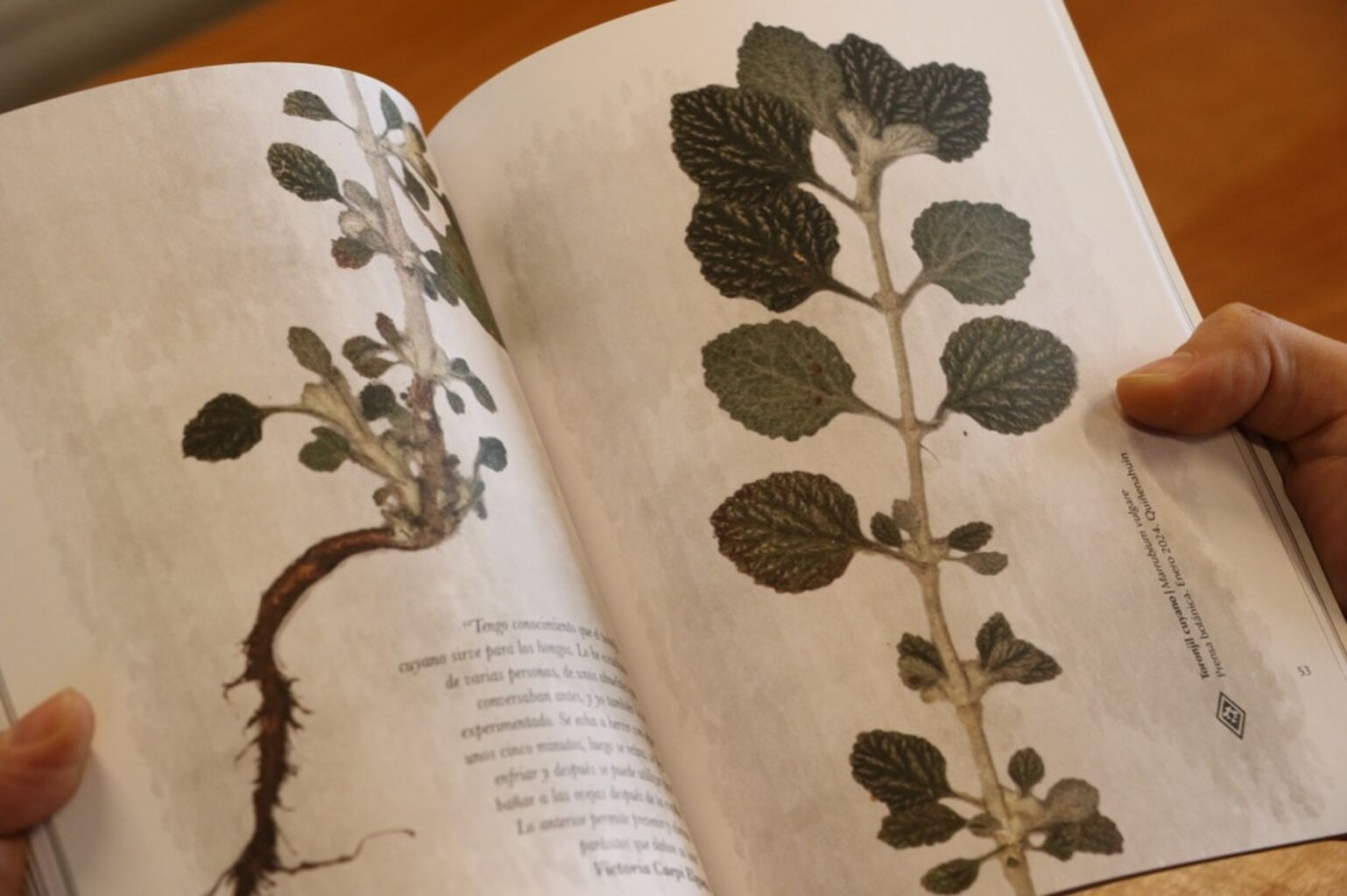 Libro pone en valor conocimiento ancestral mapuche