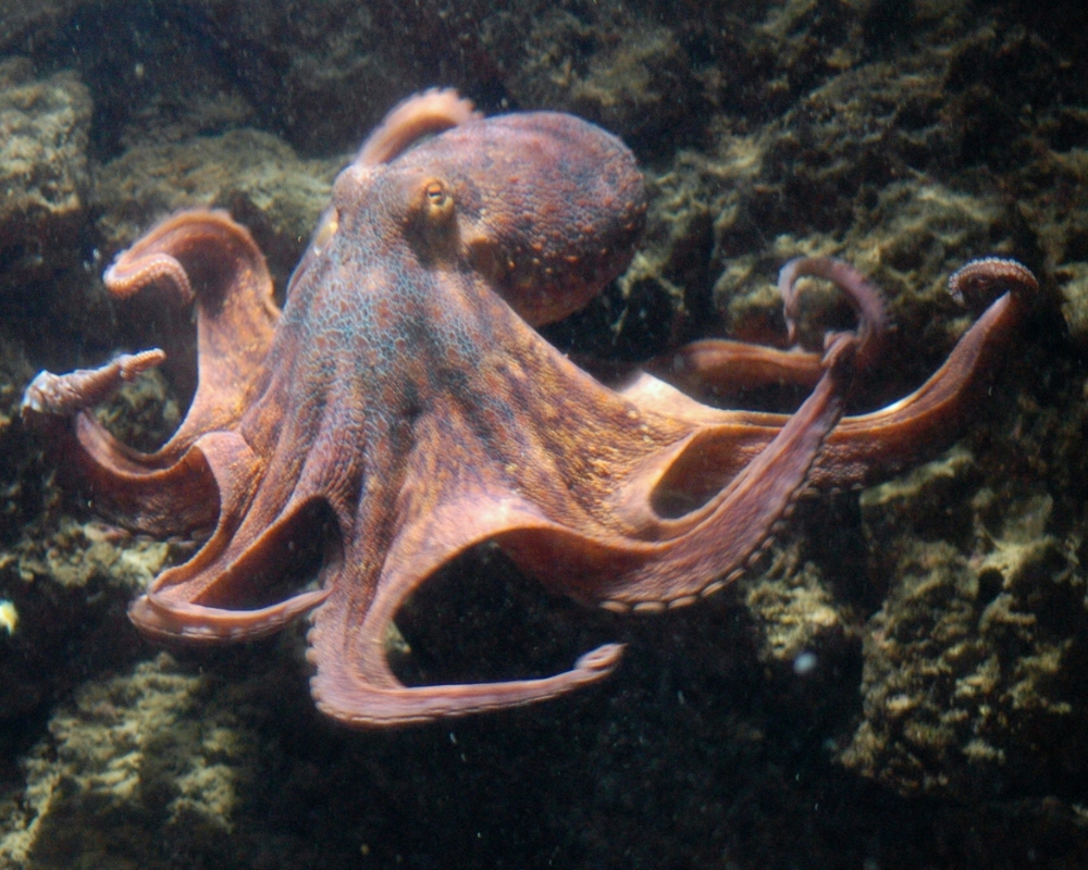 TAKE ACTION: Say No to Cruel Octopus Farming!