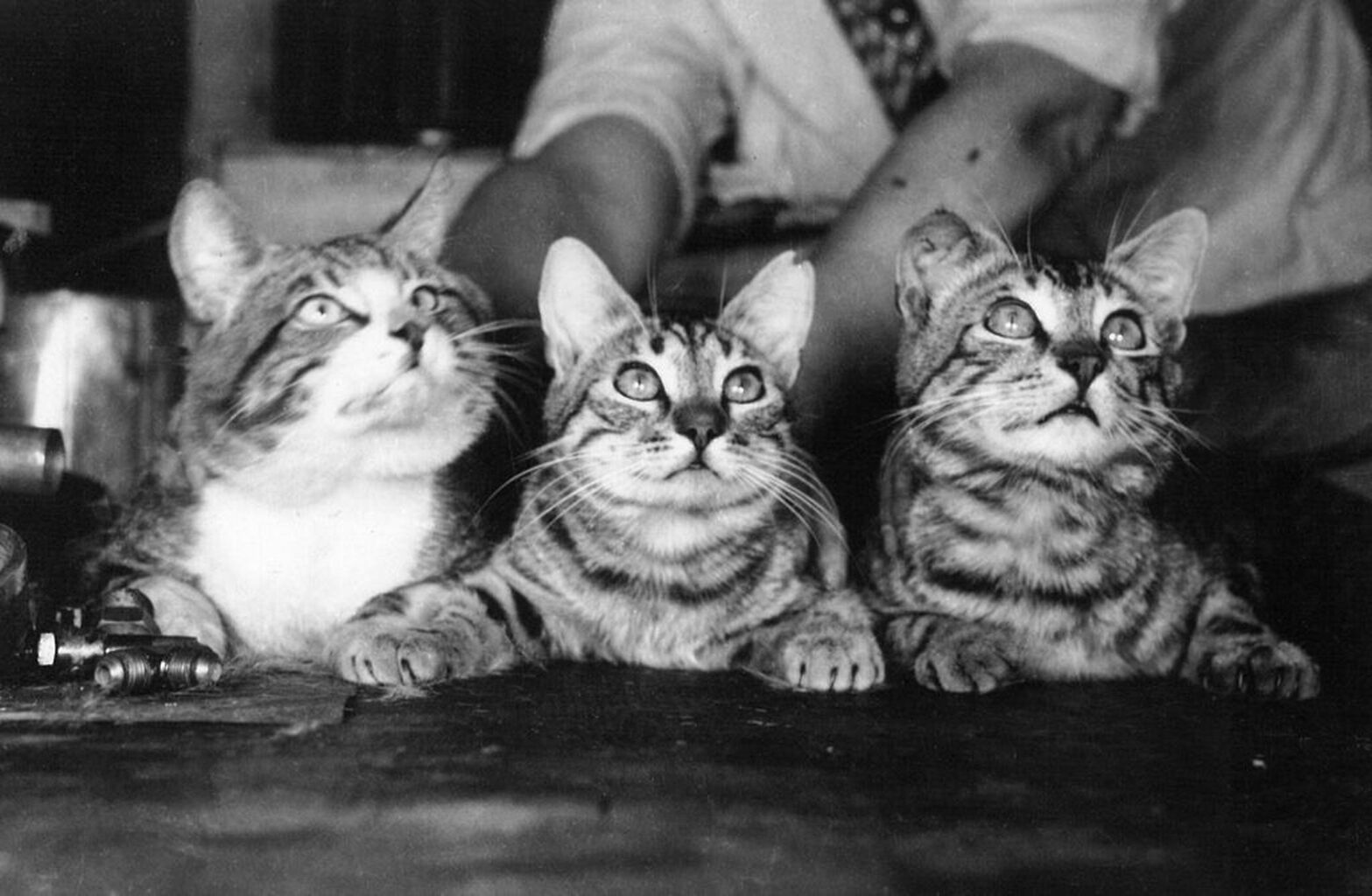Pottenger&rsquo;s Cats: A Study in Nutrition