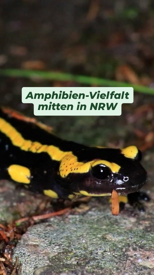 Feuersalamander im Botanischen Garten Bielefeld