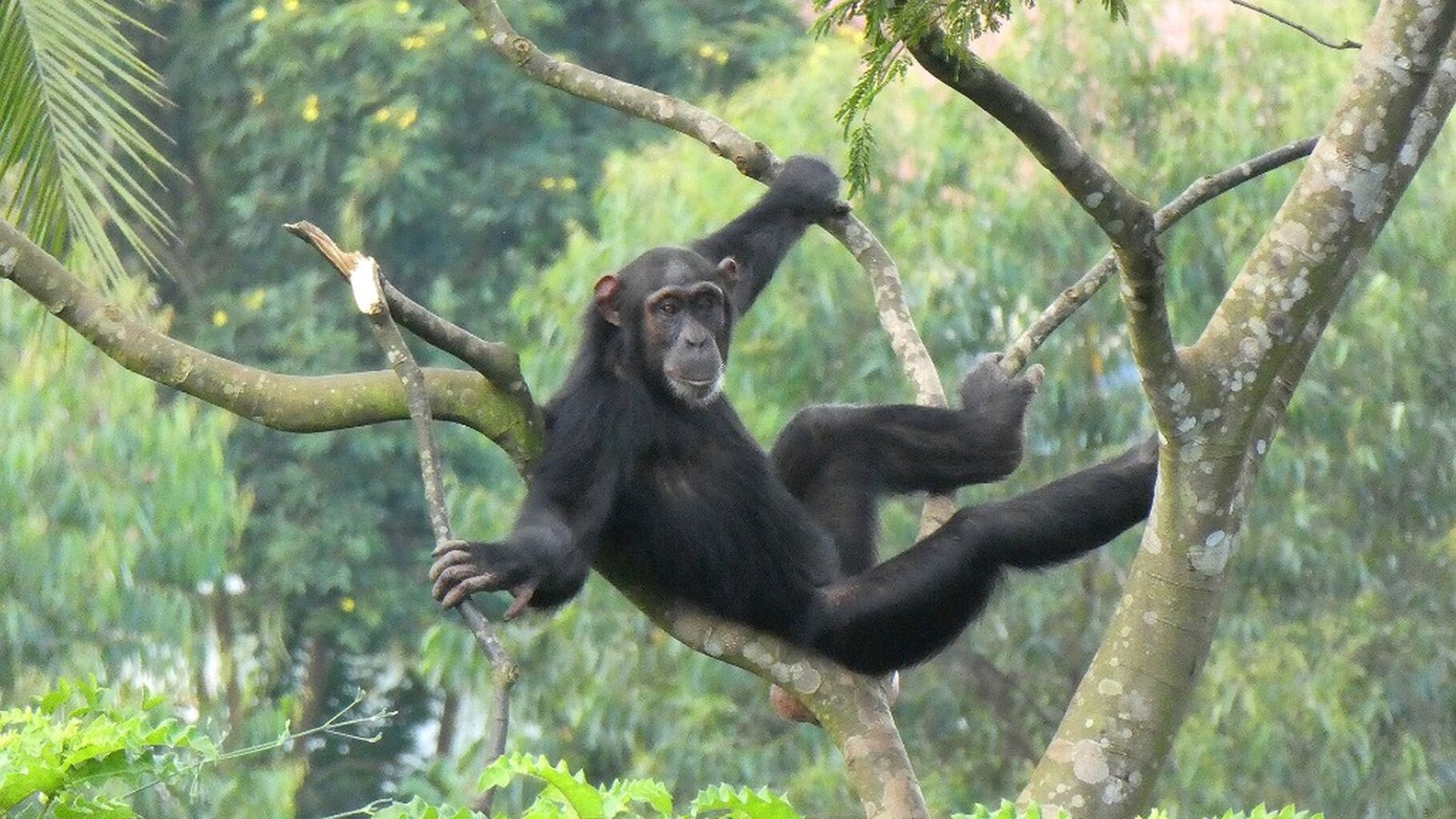The City Chimps