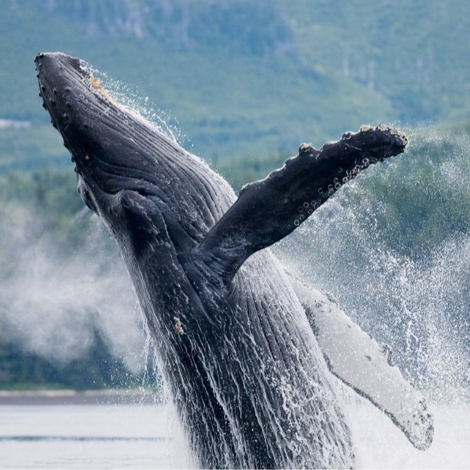 Alaska Cruises