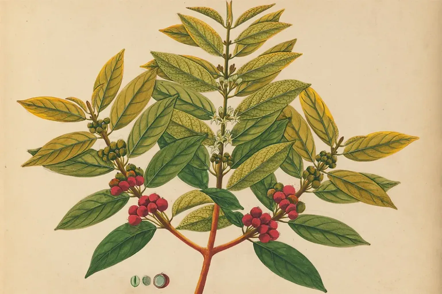 The Stimulant Sea: Sugar, Coffee, & the Acquisition of Taste
