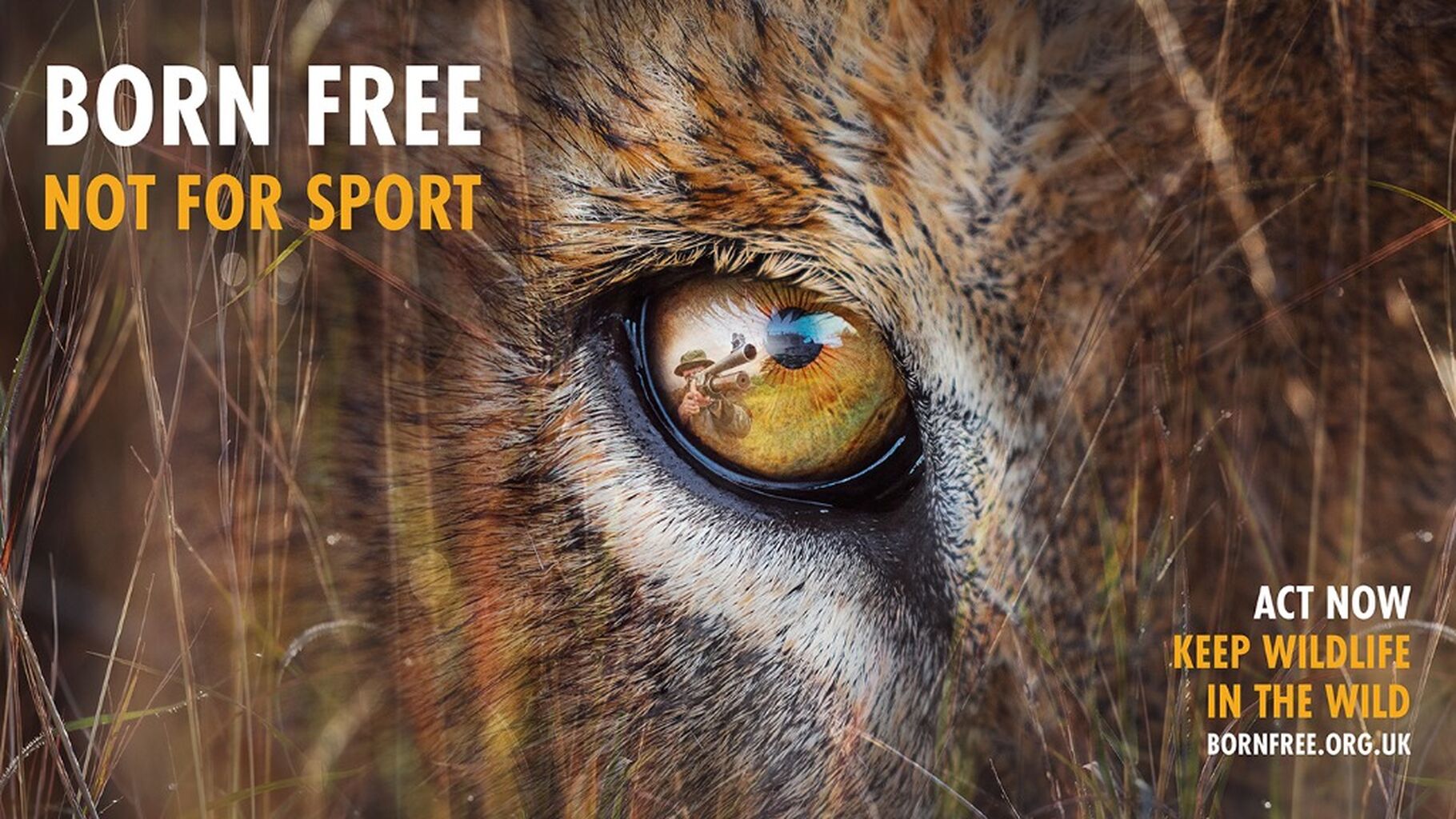 Demand Action for Cecil from your MP