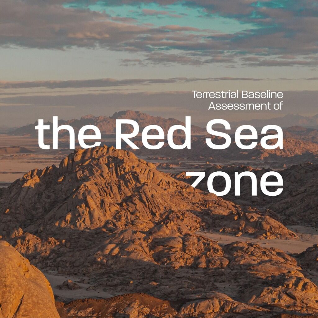 Red Sea Global makes strides to protect Saudi Arabia&rsquo;s ecosystem with largest ever biodiversity study