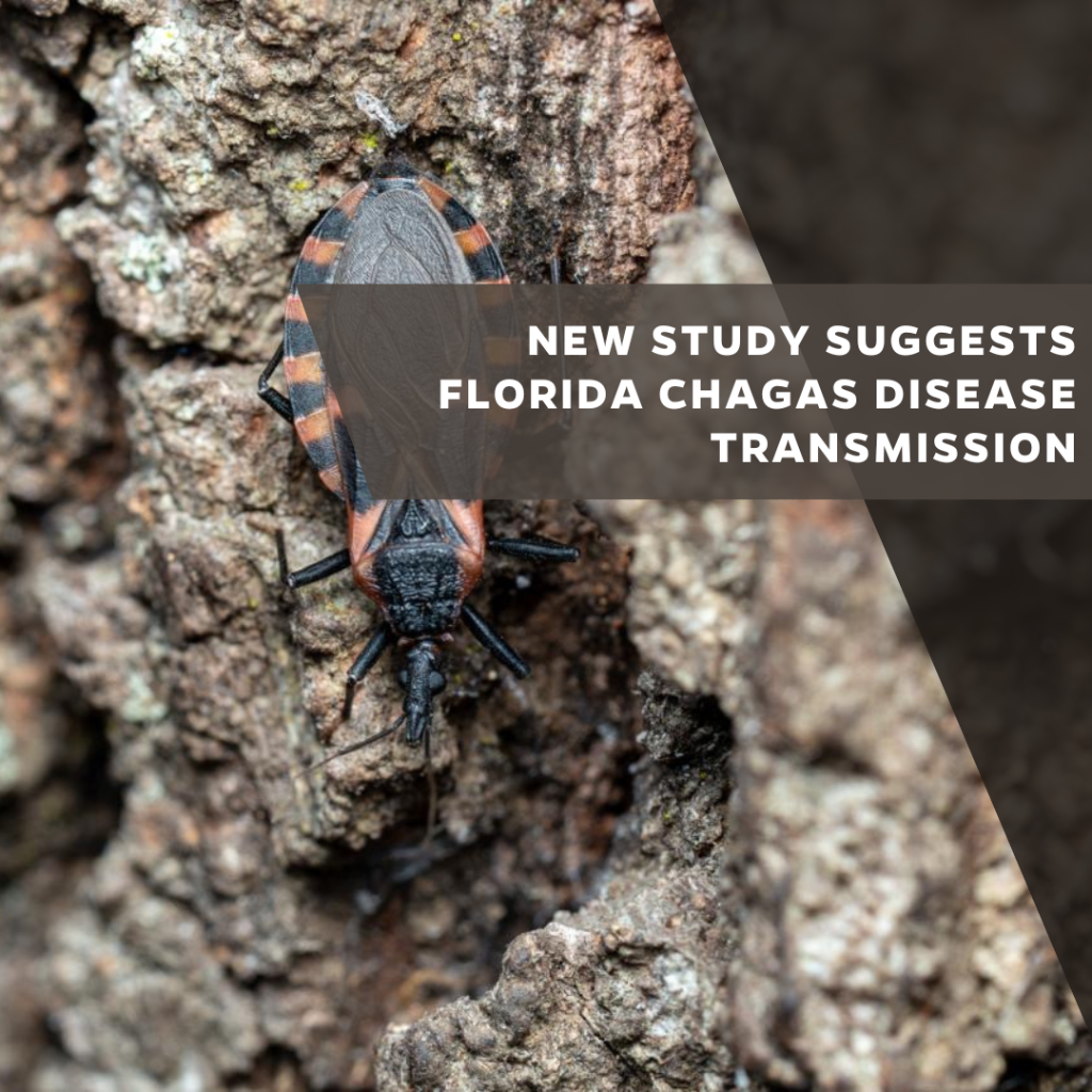 New study suggests Florida Chagas disease transmission