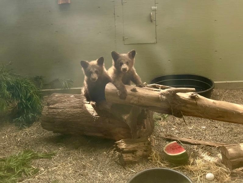 🐻 If You Build It, They Will Come! 🐻
