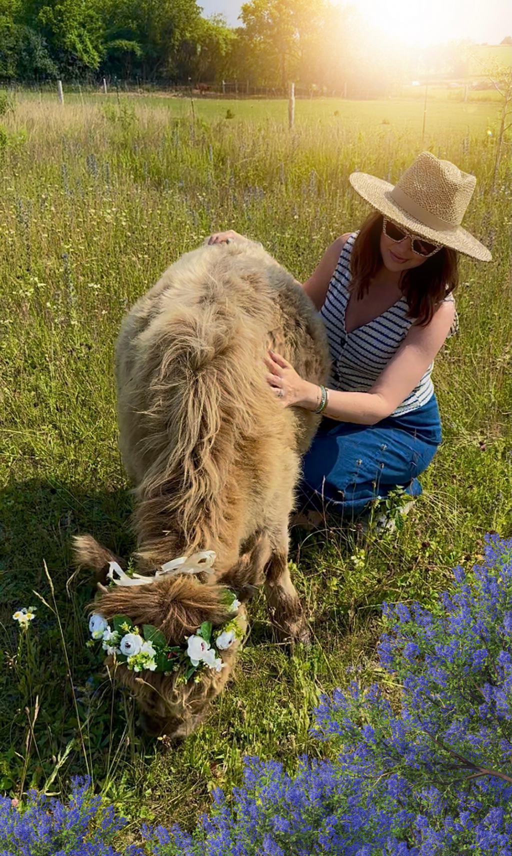 Mini Cow Farm