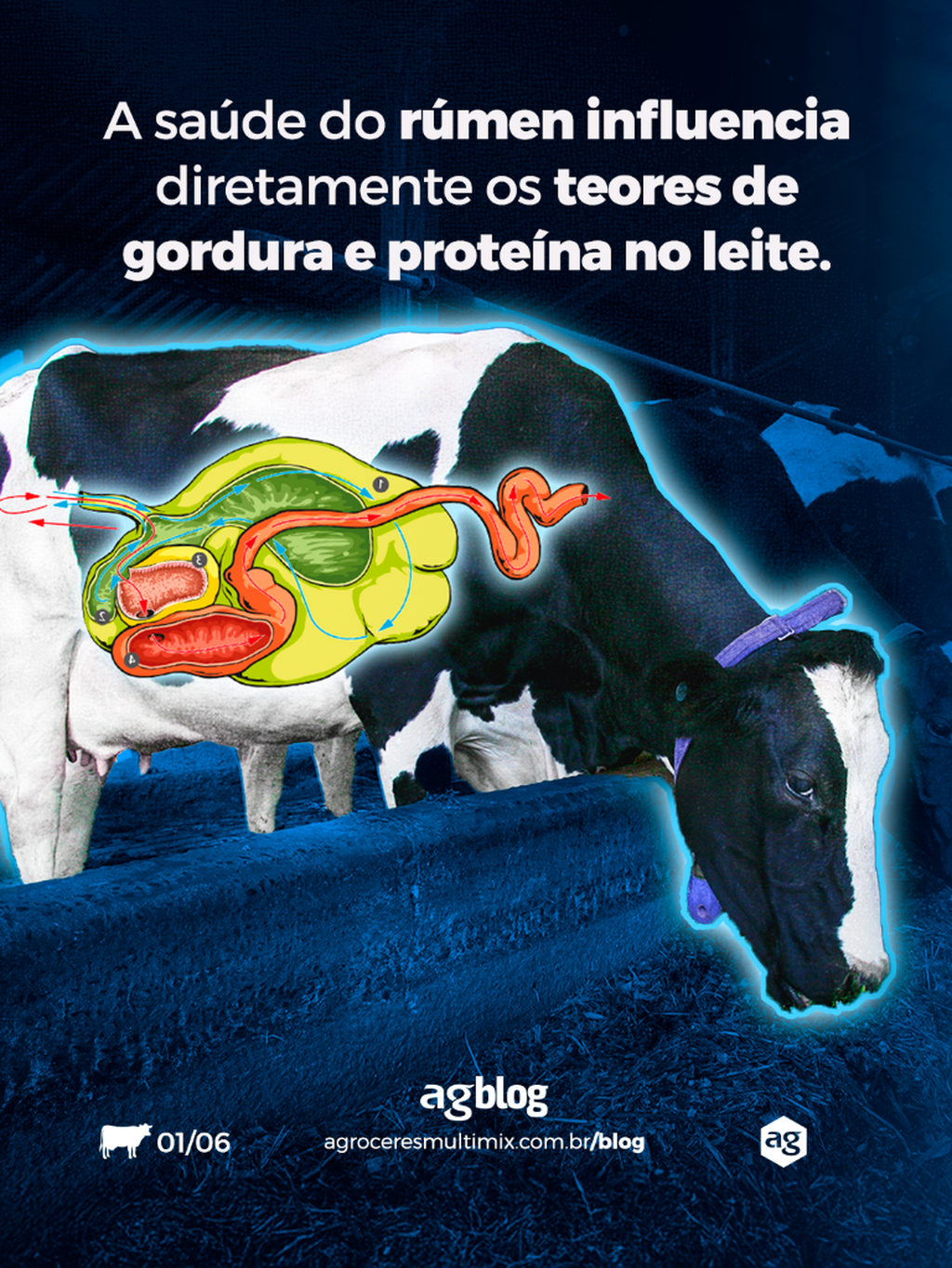  agBlog / O impacto da nutri&ccedil;&atilde;o na qualidade do leite 