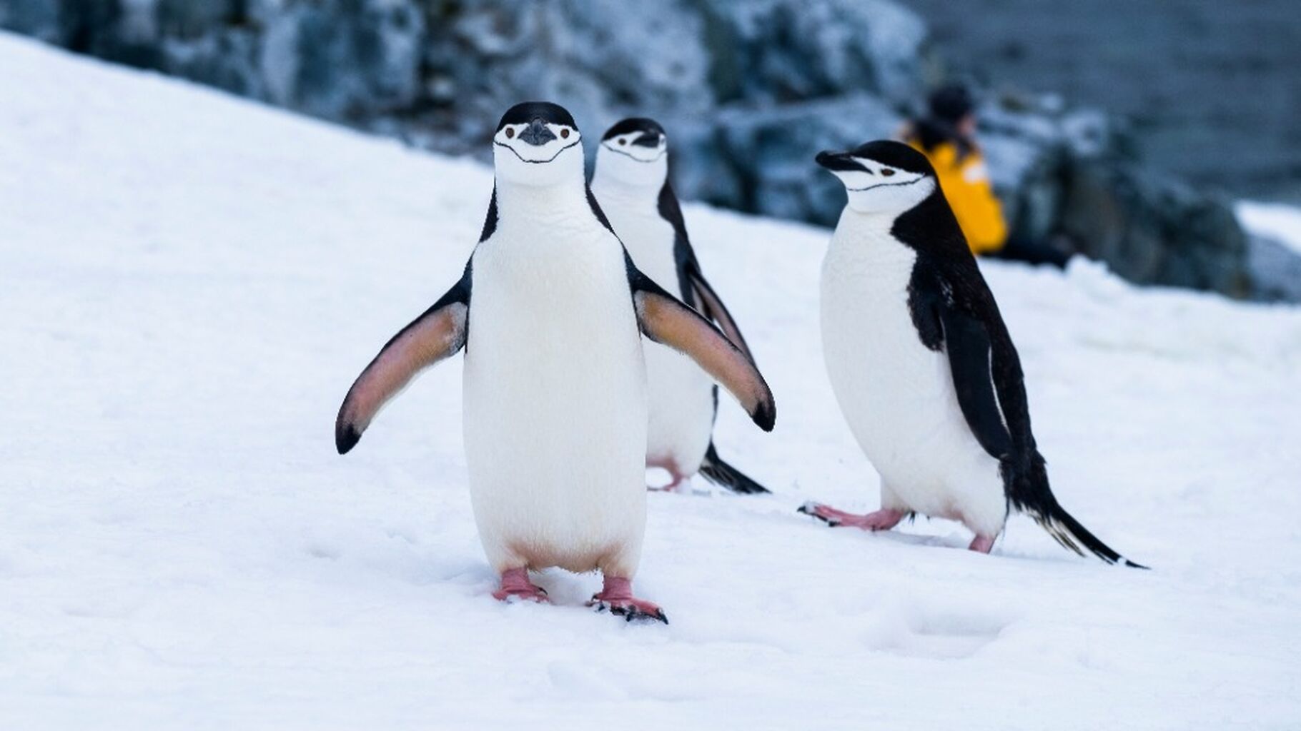 Global Penguin Conservation