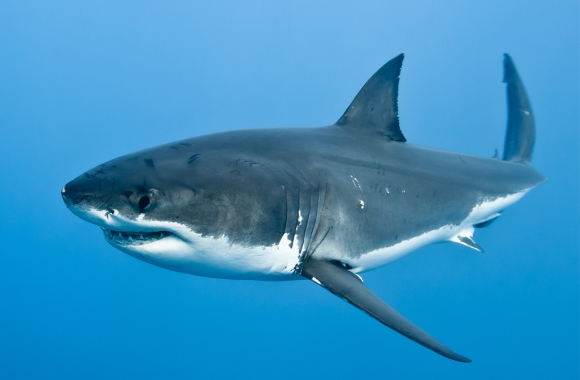 BLOG: Imprisoned Predators: Why Large Shark Species Can&rsquo;t Survive in Captivity | Born Free USA