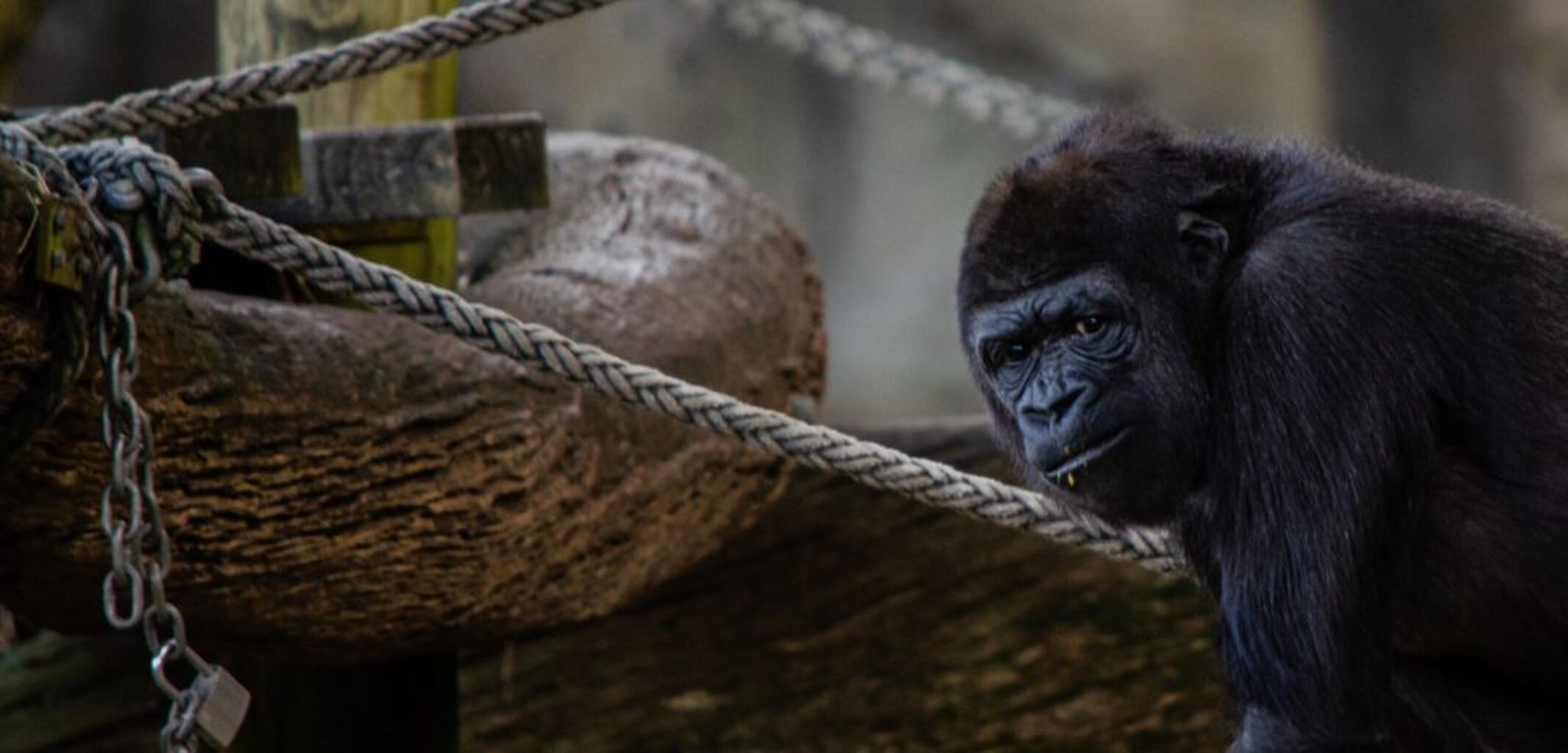 DIVE DEEPER: Our Captive Cousins: The Plight of Great Apes in Zoos (2025) | Born Free USA