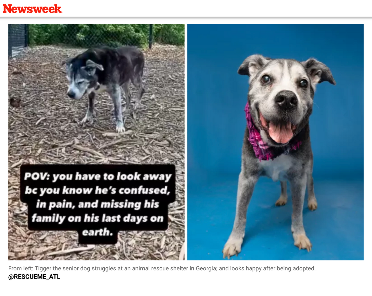 Newsweek- Tigger