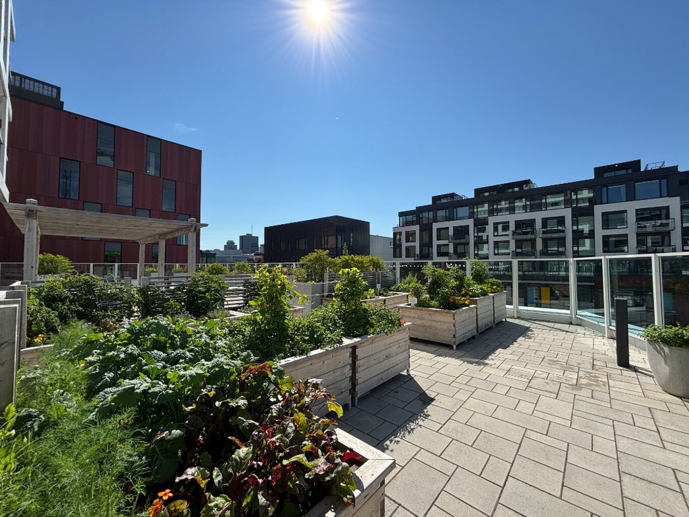 Zibi&rsquo;s community garden committees flourish along with their crops