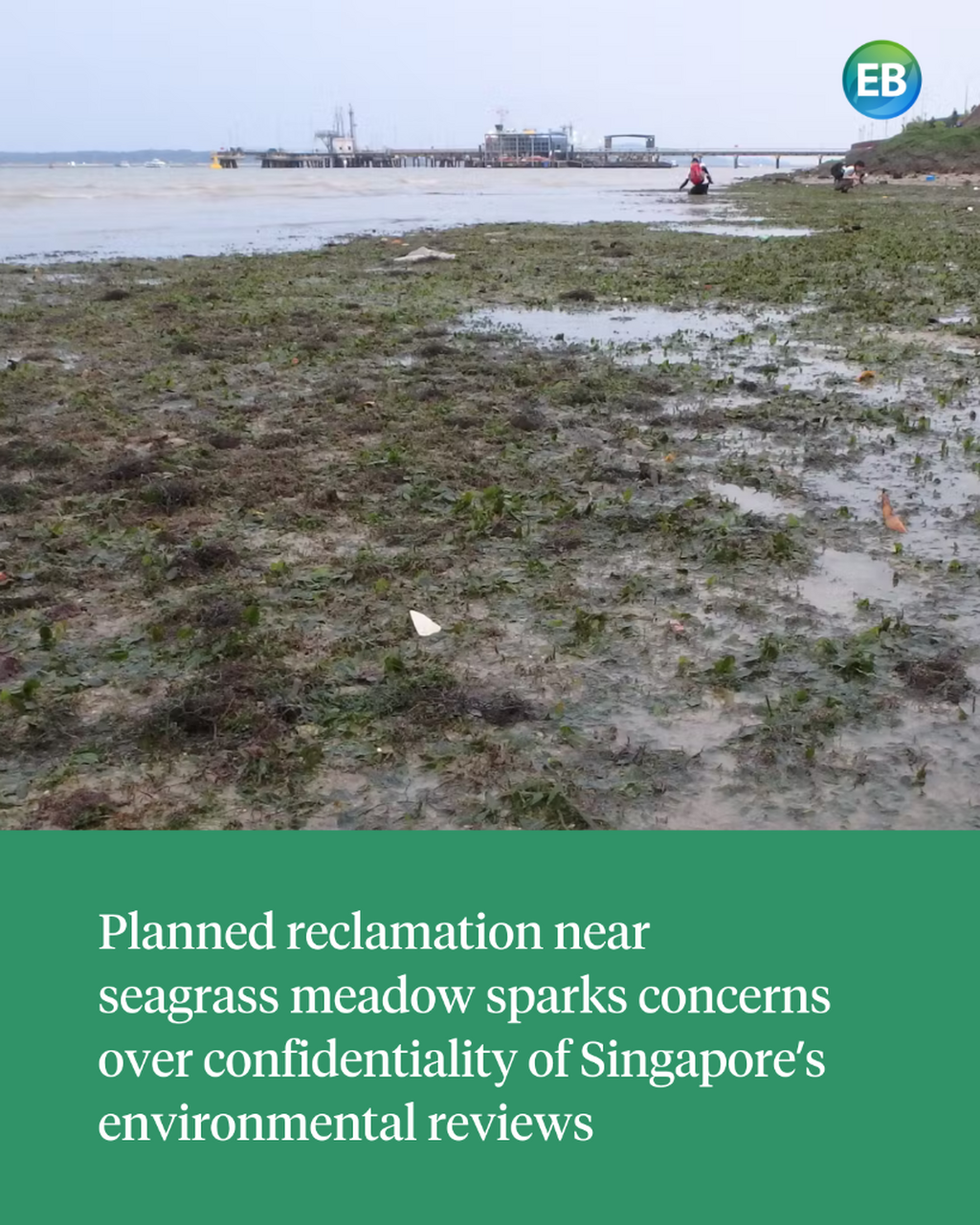 Planned reclamation near seagrass meadow sparks concerns over confidentiality of Singapore&rsquo;s environmental reviews