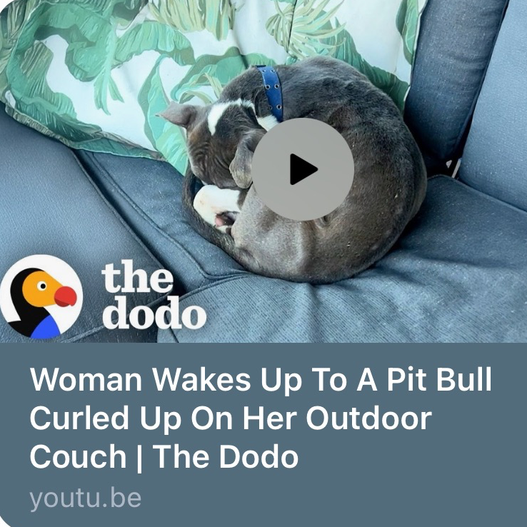 The Dodo | Capital