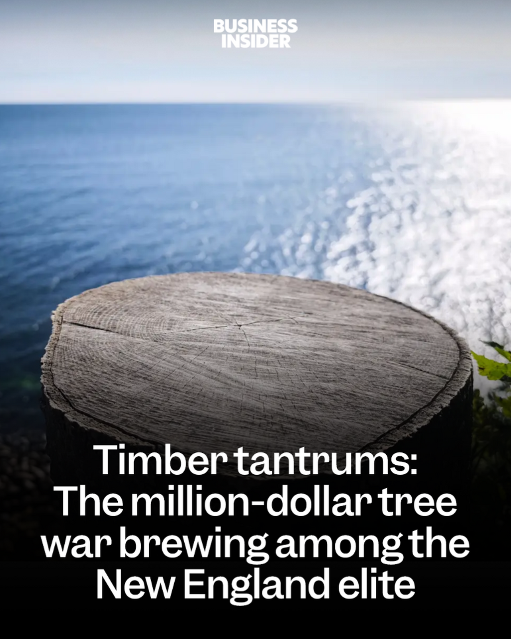 Timber tantrums: The million-dollar tree war brewing among the New England elite