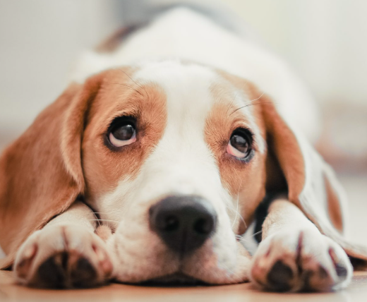 PETITION TO URGENTLY UPDATE ANIMAL CRUELTY LAWS