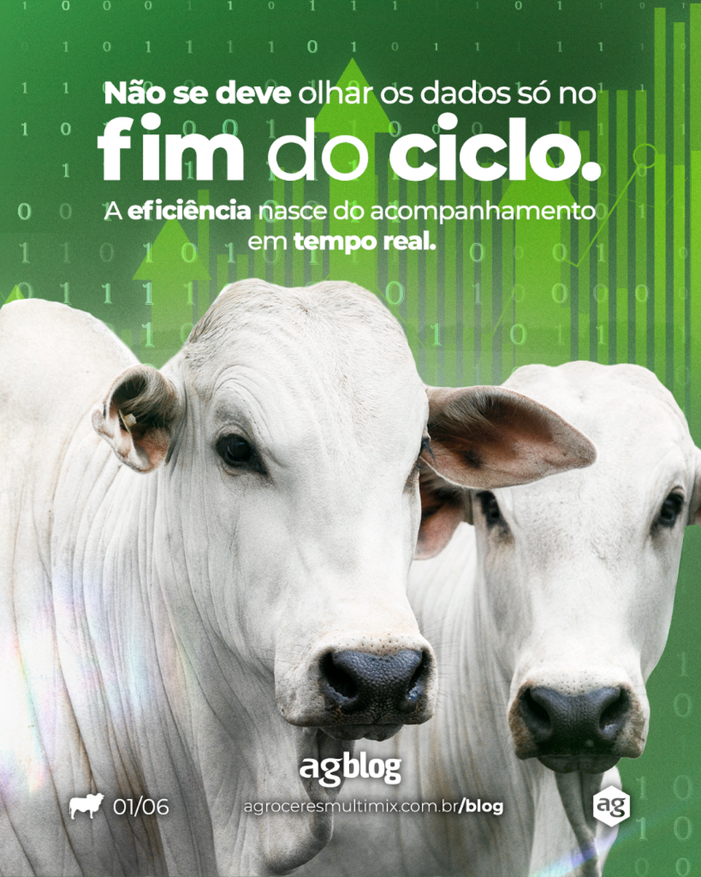agBlog - Bovinos de Corte - Desmistificando a Coleta e Gest&atilde;o de Dados na Pecu&aacute;ria de Corte 