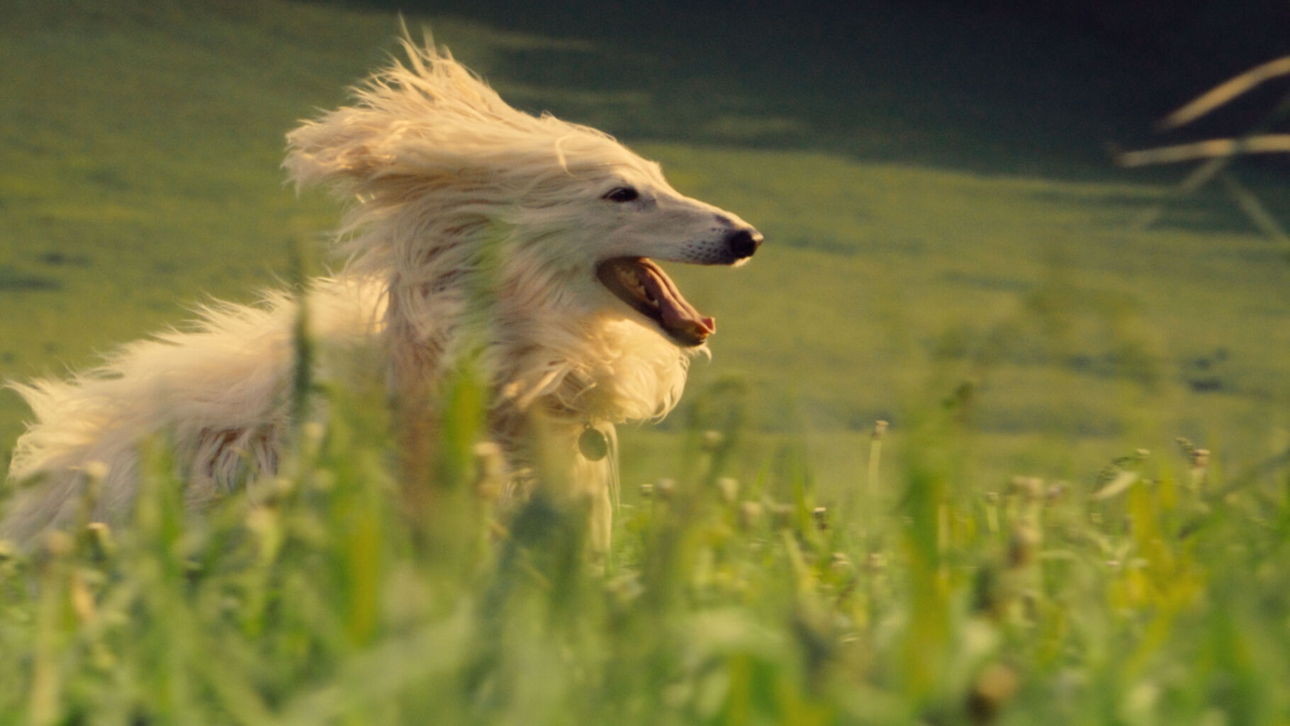 The Farmer&rsquo;s Dog unveils three joyful ads celebrating dogs at peak awesomeness
