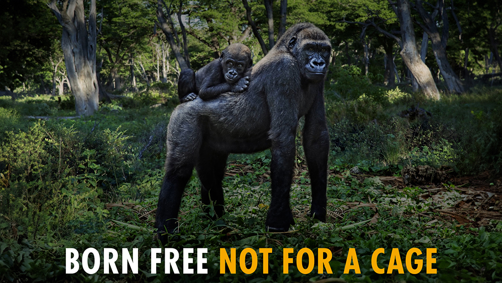 Pledge never to support keeping great apes captive