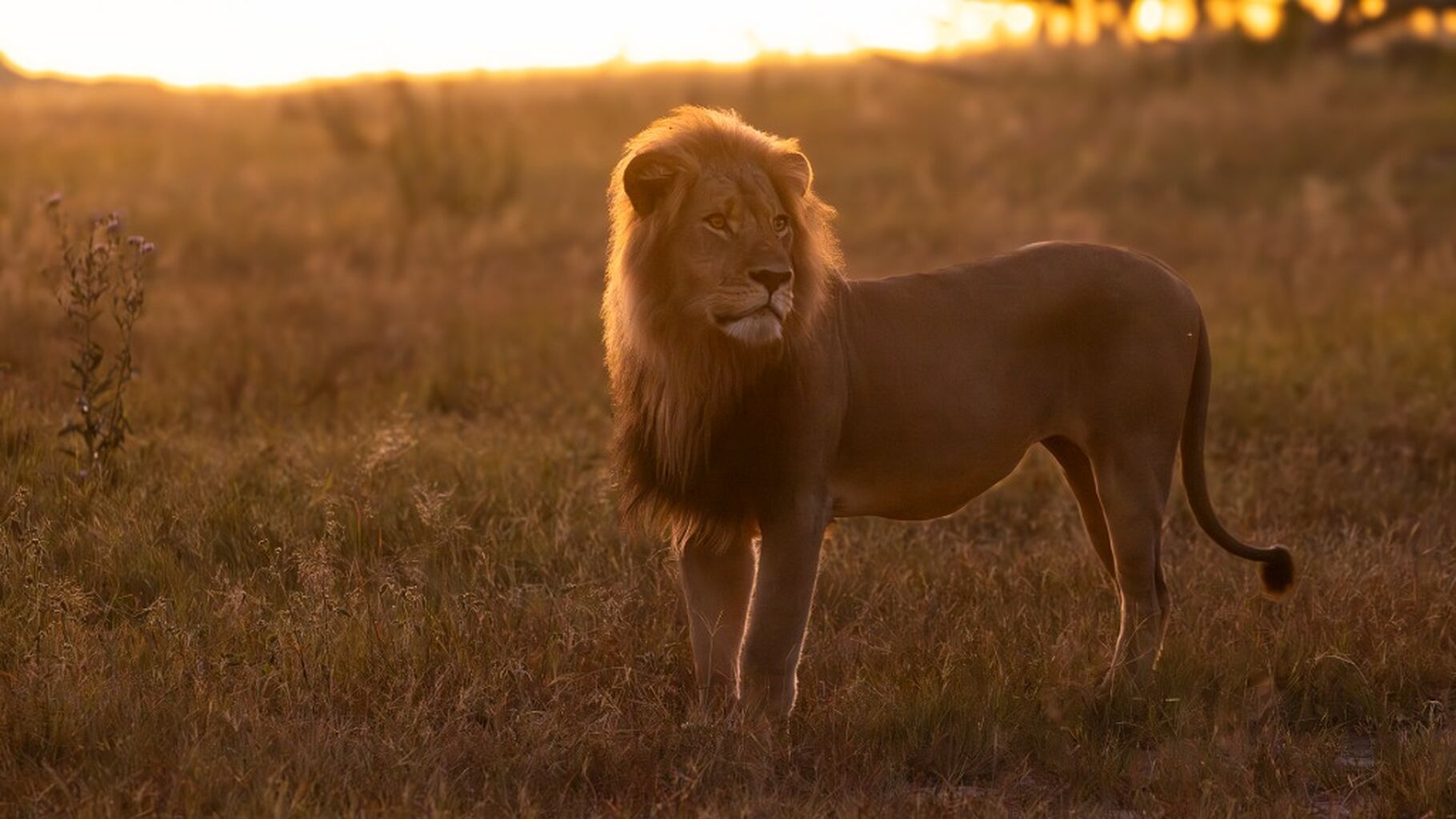Blondie shot by trophy hunters