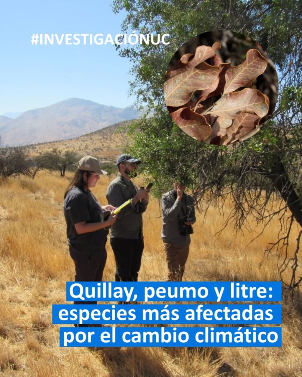 Quillay, peumo y litre: especies m&aacute;s afectadas por el cambio clim&aacute;tico