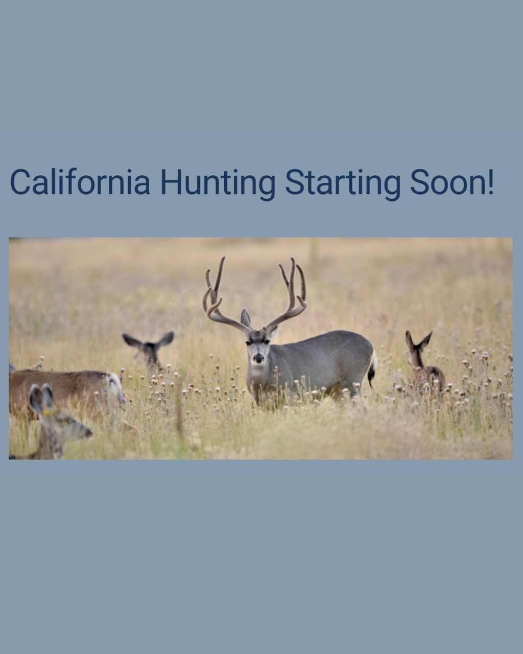 California Hunting Starting Soon!