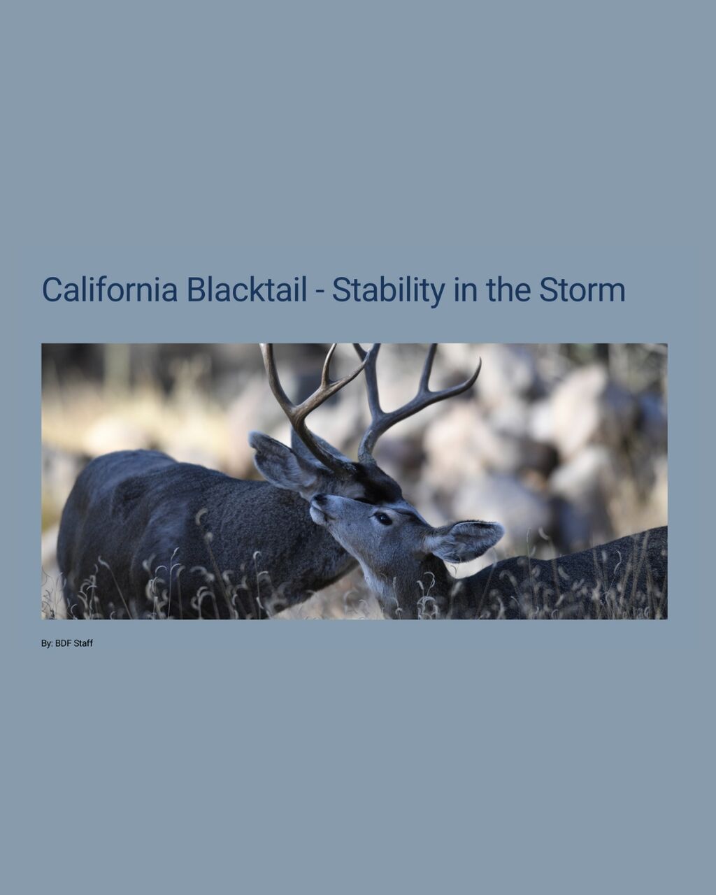California Blacktail - Stability in the Storm