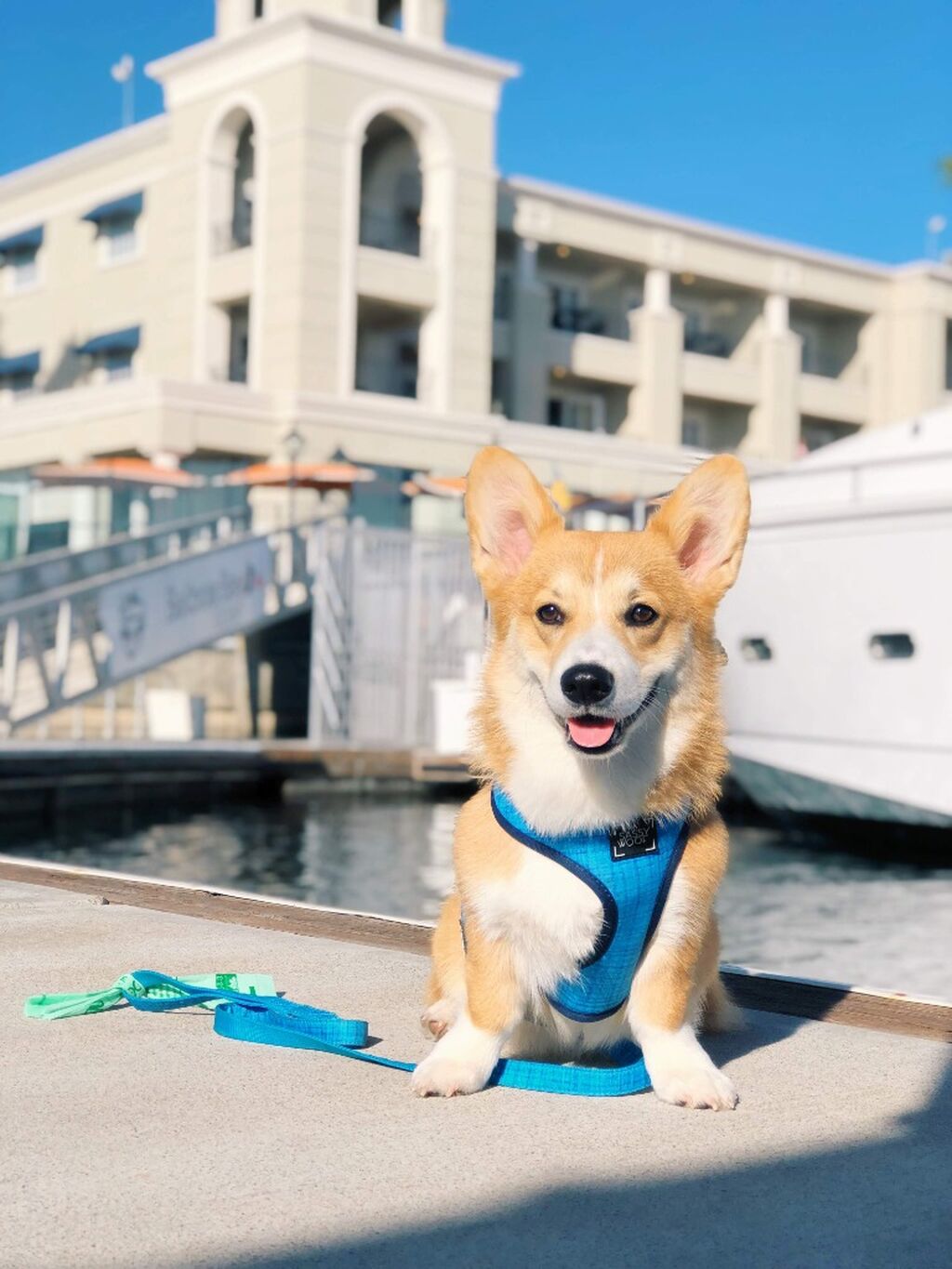 Paws & Relax Offer