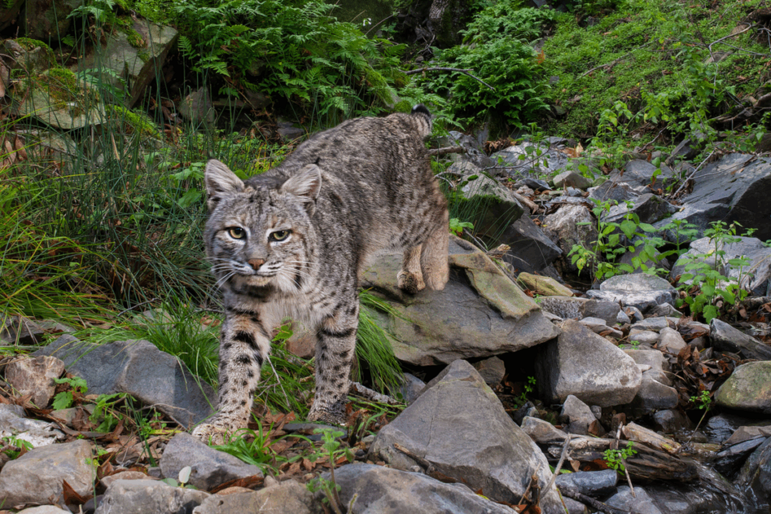 Save Mount Diablo&rsquo;s 2024&ndash;2025 Impact Report