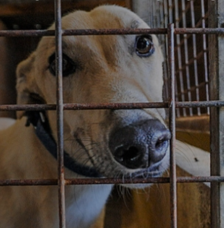 Petition for Independent Office of Animal Protection