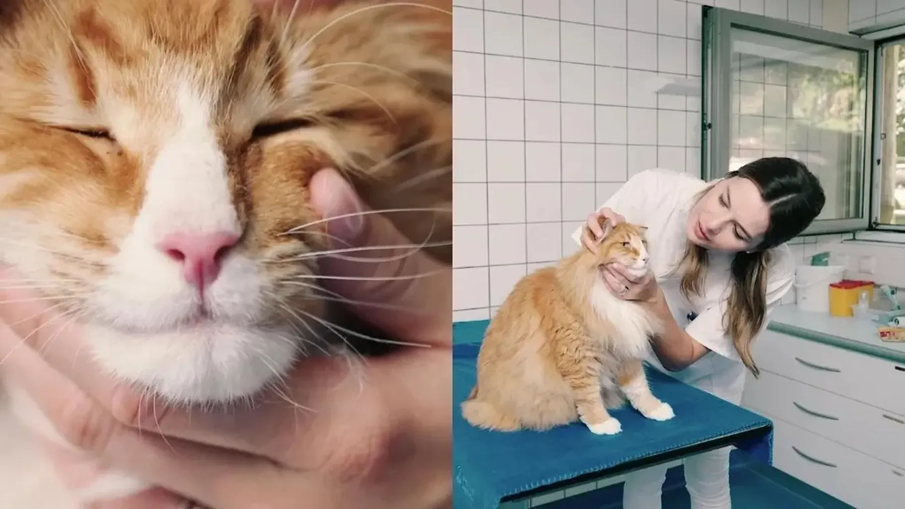 D&iacute;a Mundial del Gato