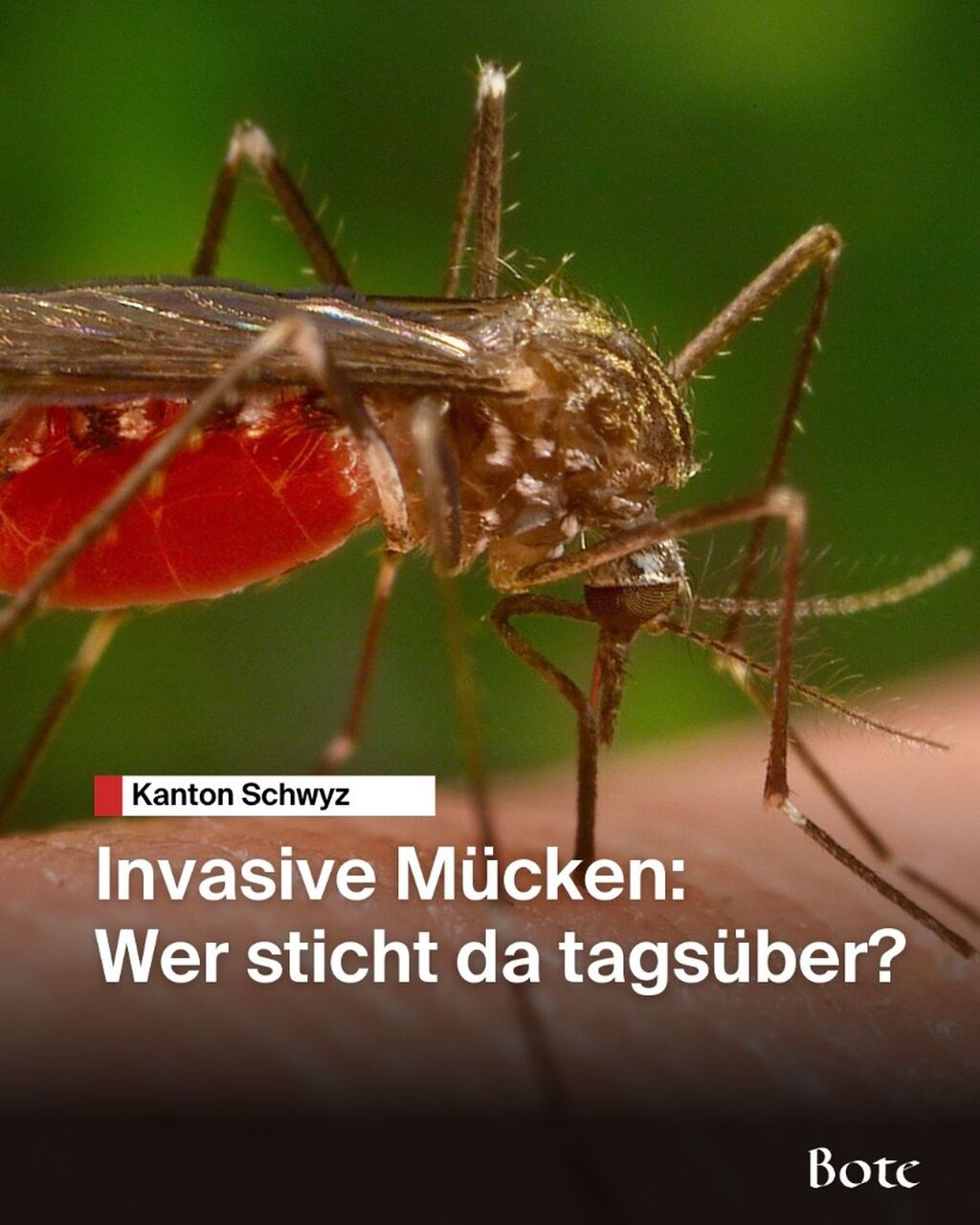 M&uuml;cken