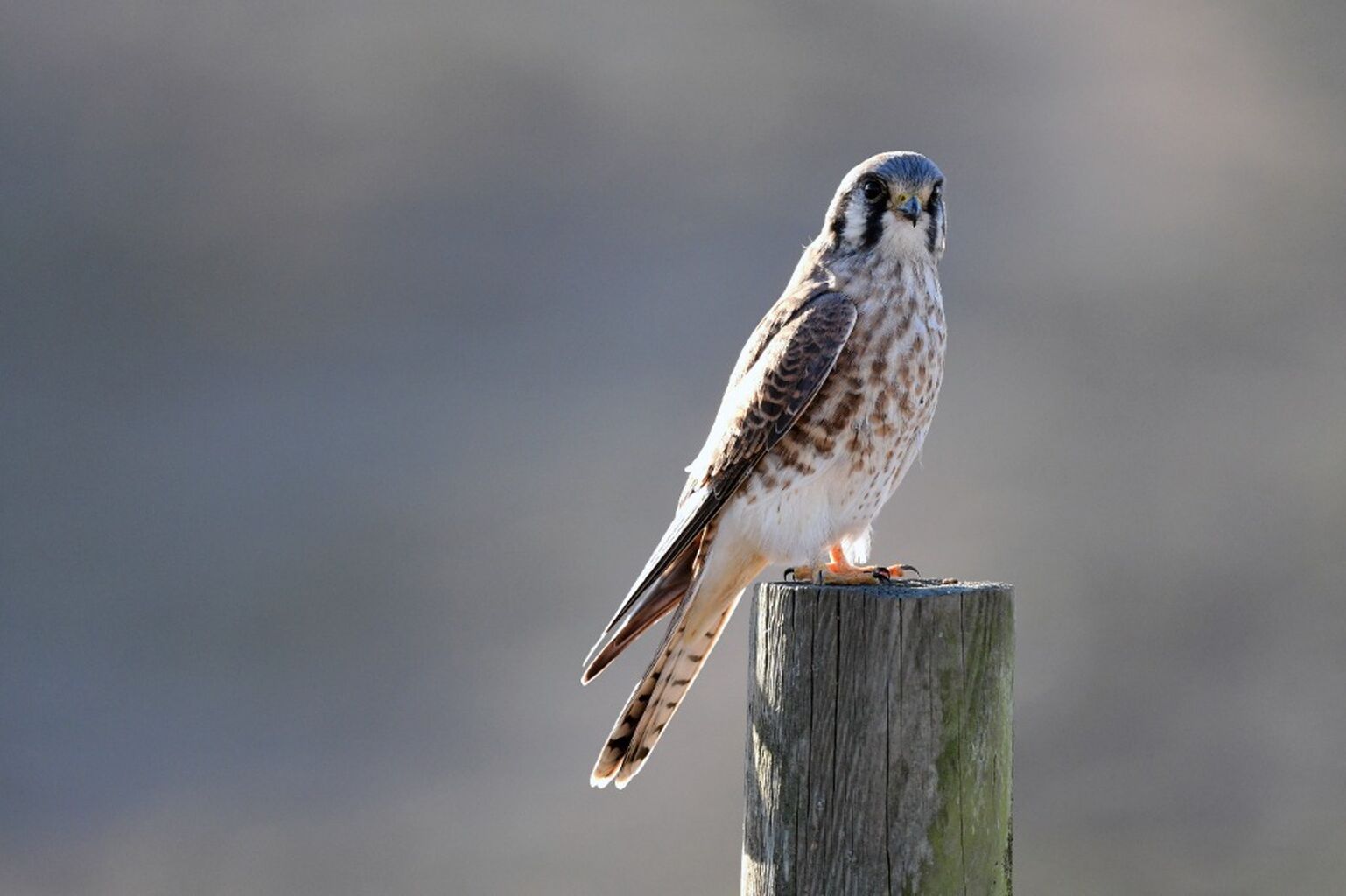 Searching for the next generation of American kestrels - High Country News