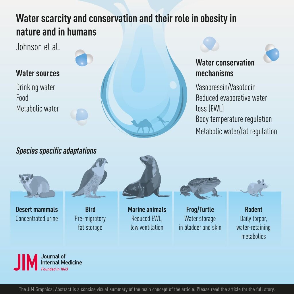 Role of Hydration in Obesity and Hibernation