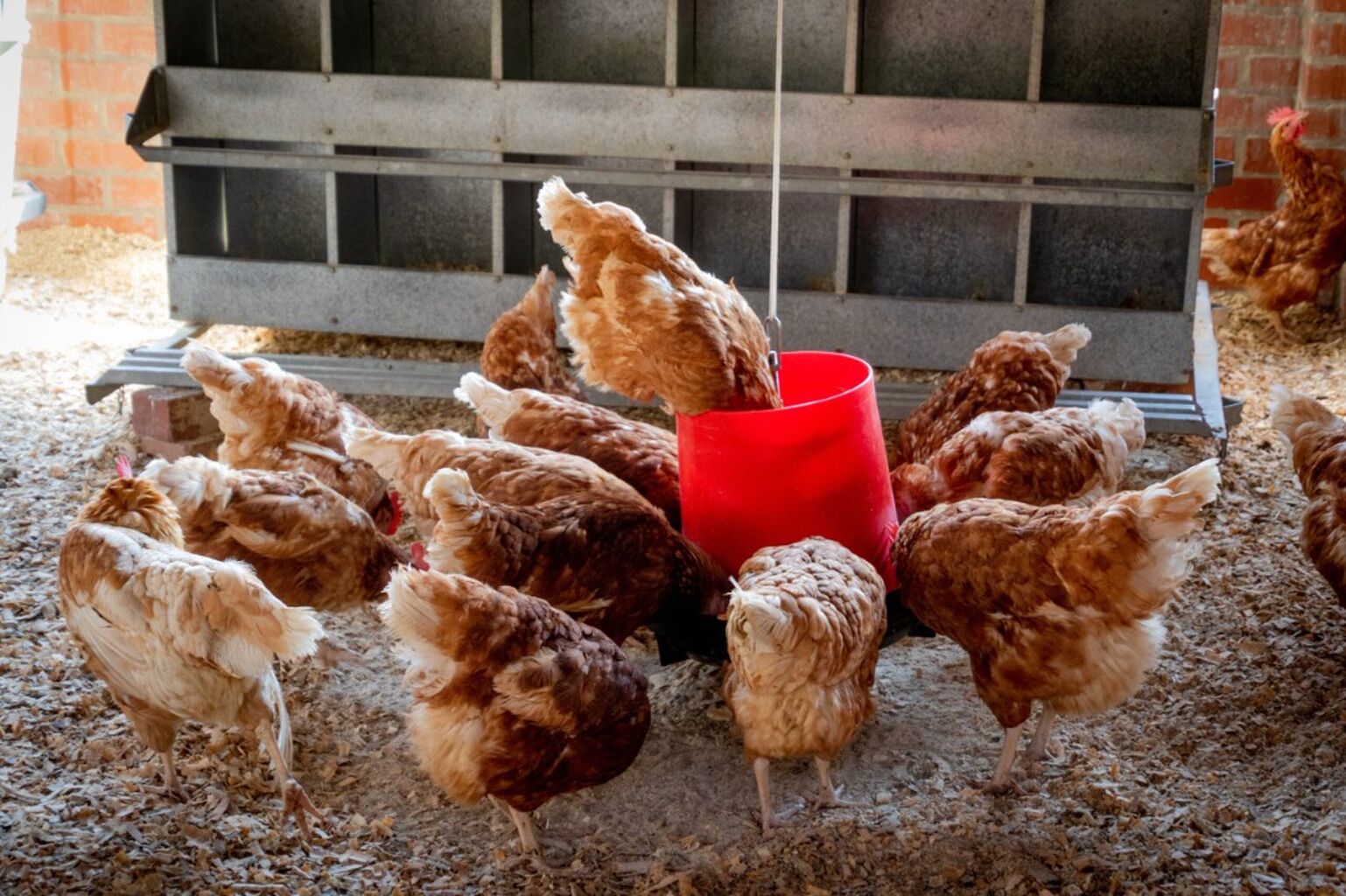 Foods to Never Feed Your Chickens