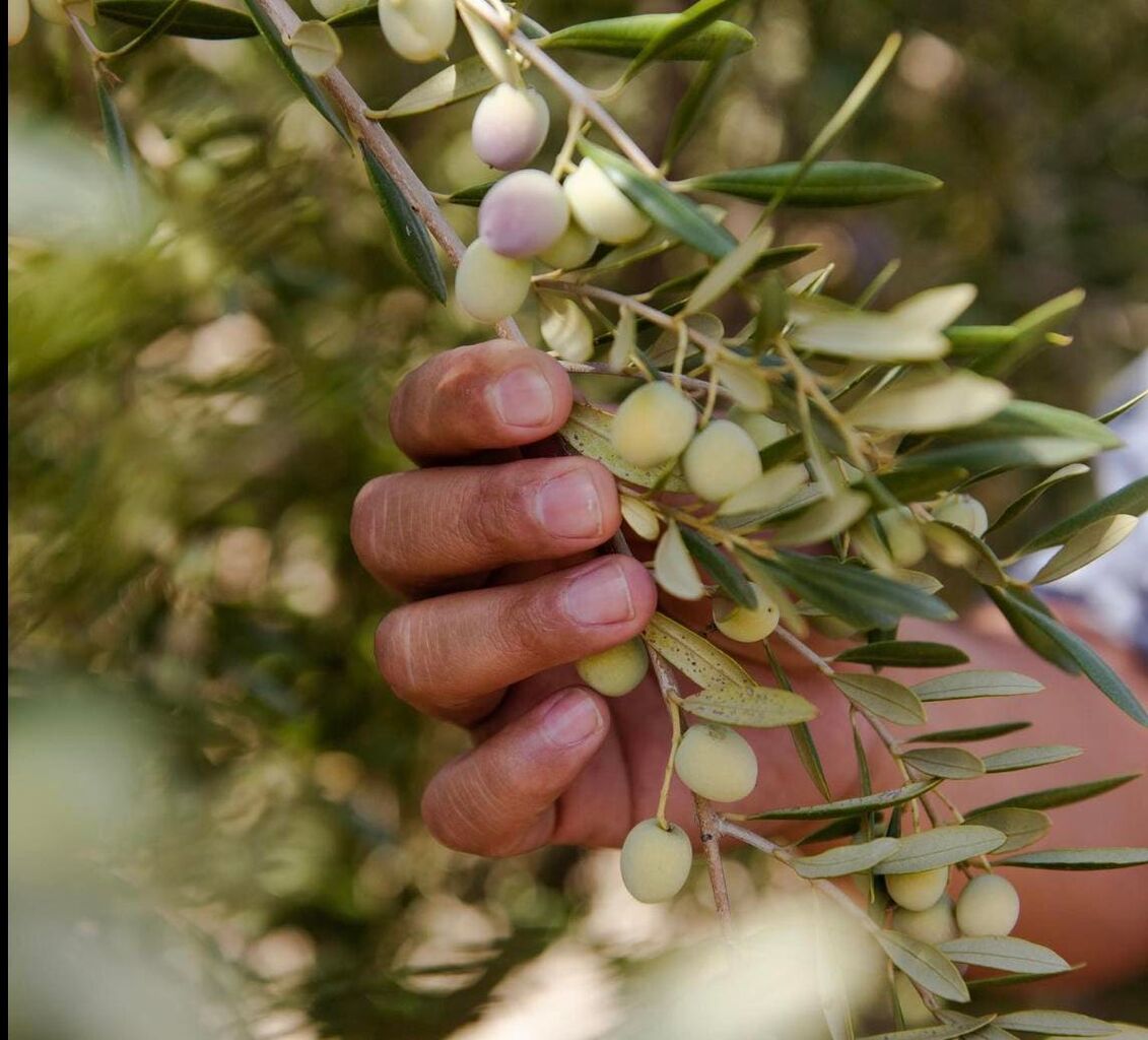 How California Olive Oil Producers Are Adopting Regenerative Agriculture