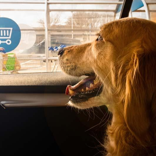 Heatstroke in dogs⚠️
