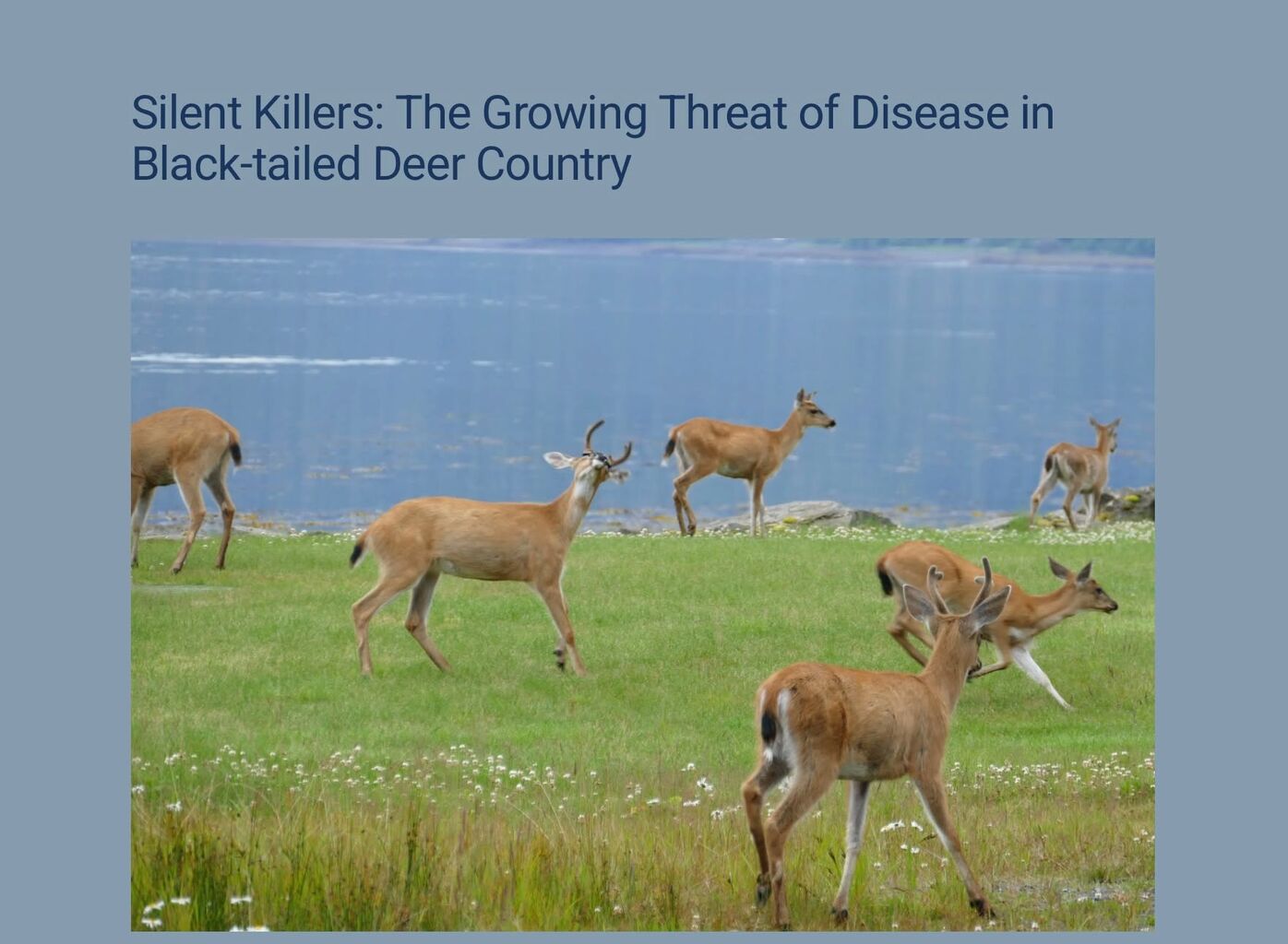 Silent Killers: The Growing Threat of Disease in Black-tailed Deer Country