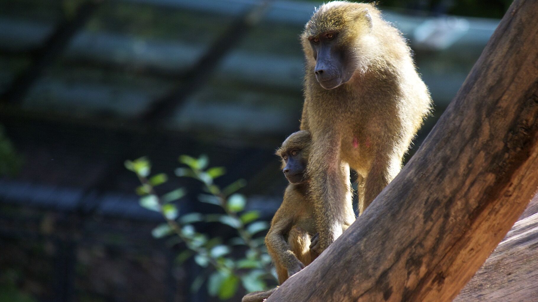 Shocking practices in European Zoos