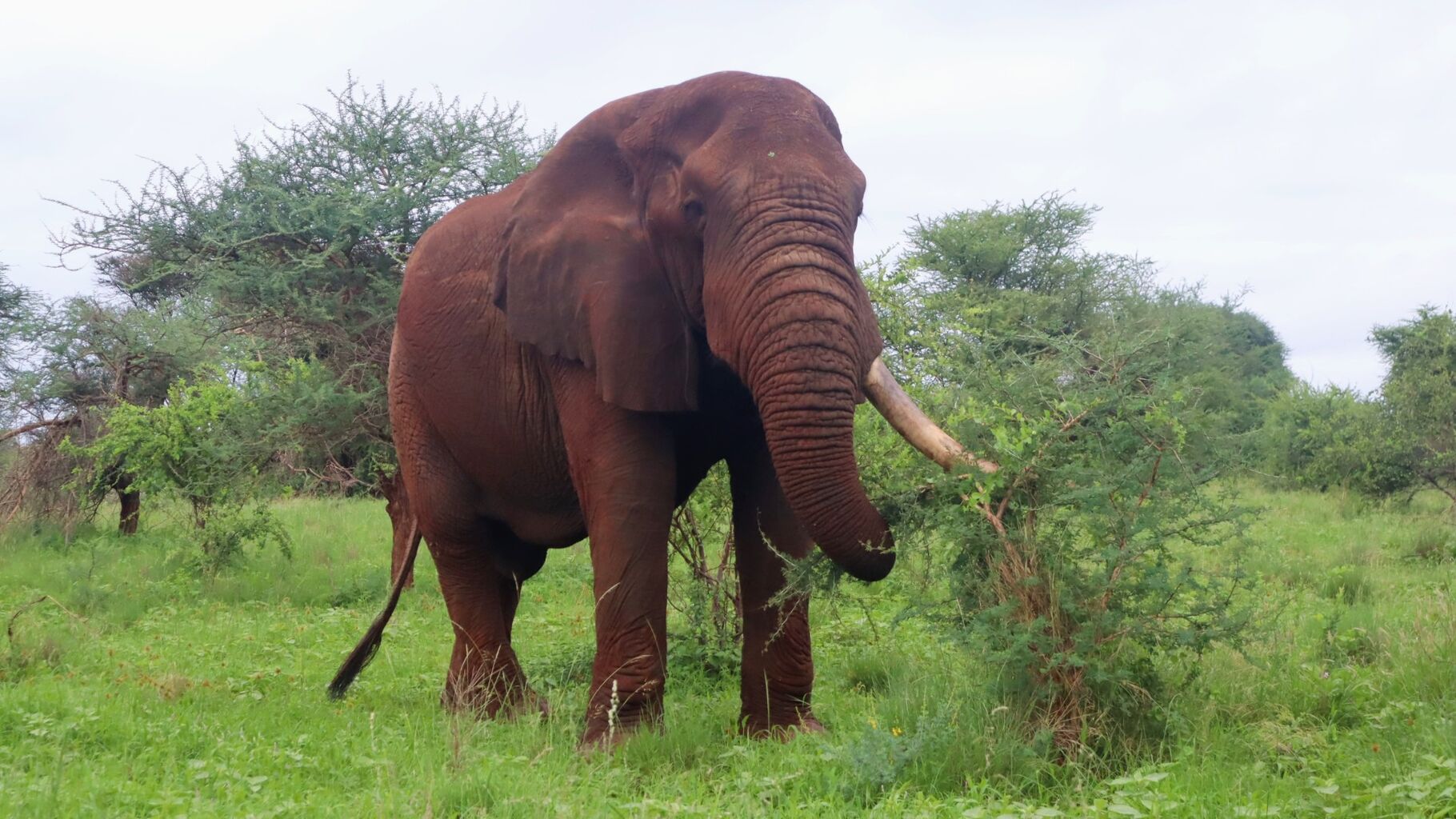 Tracking Kenya&rsquo;s giants
