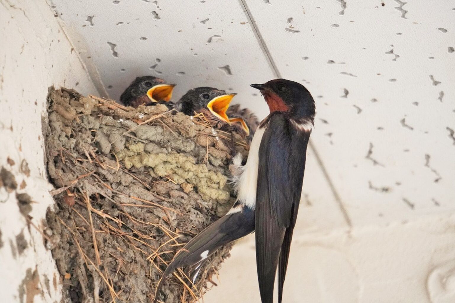 UK Planning and Infrastructure Bill puts nature at risk