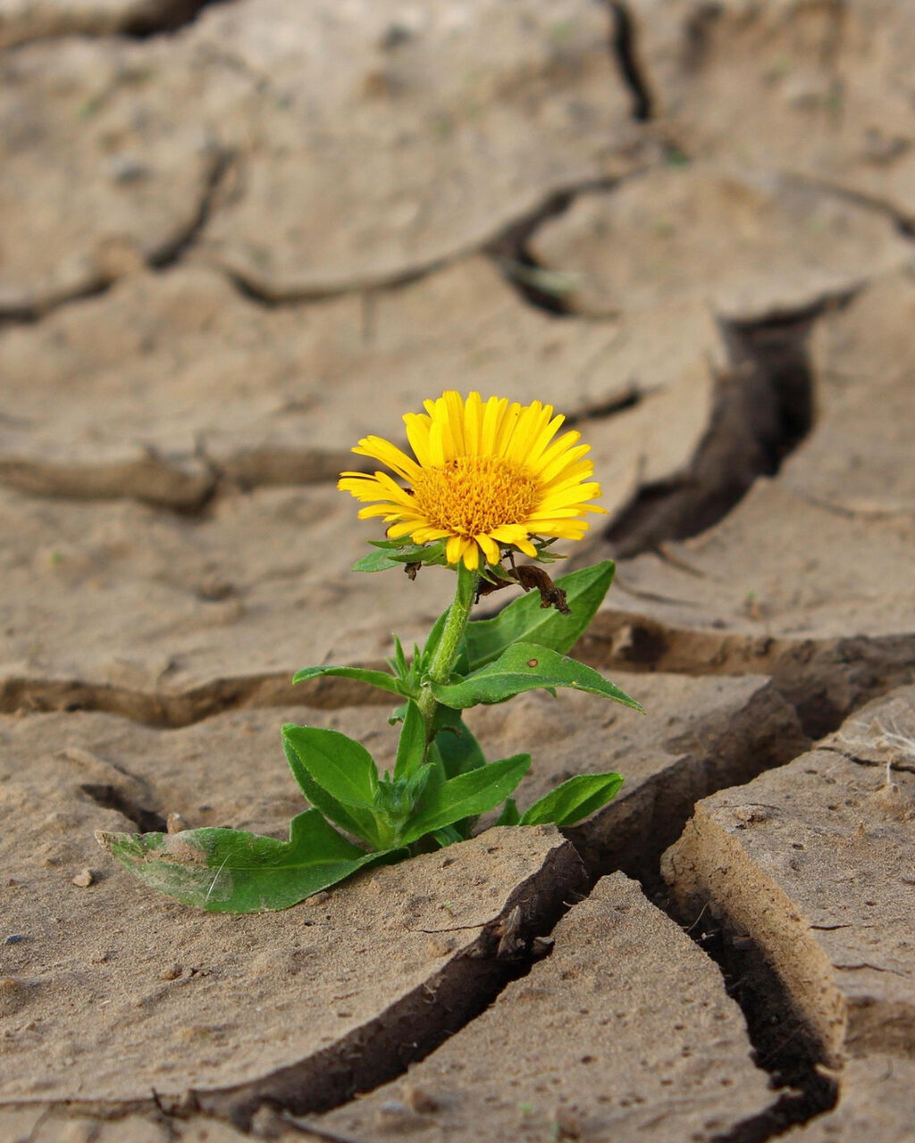 Was ist Resilienz?