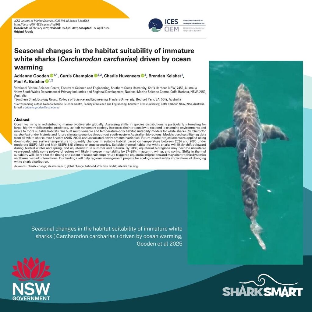 Seasonal changes in the habitat suitability of immature white sharks