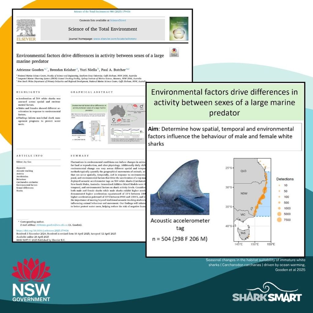 Environmental factors drive differences in activity between sexes of a large marine predator