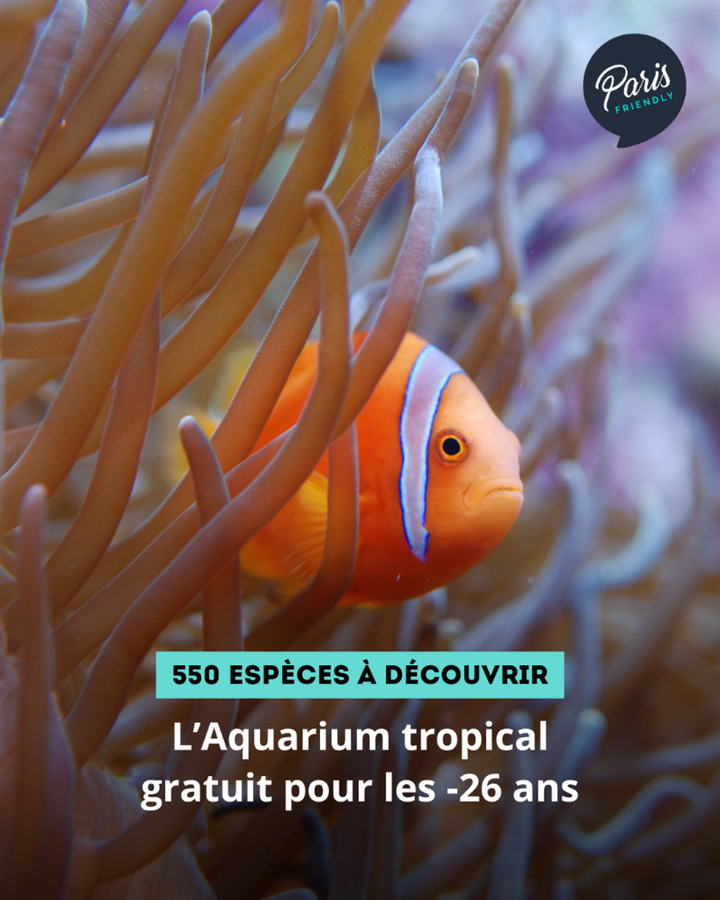 L&rsquo;Aquarium tropical gratuit pour les -26 ans