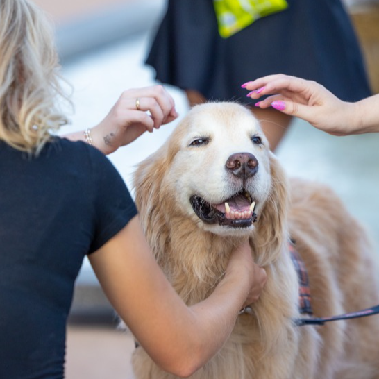 Pete's Pet Posse | Pet Therapy at OSU